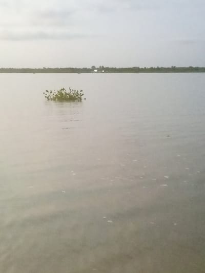The image displays a wide, calm body of water located within Akoko, Nigeria, under an overcast sky. A compact cluster of green aquatic vegetation floats on the water's surface, positioned in the midground. The distant horizon features a low, dark treeline or vegetated landmass. Behind this distant landmass, several small, bright points of light are visible, suggesting distant habitation or infrastructure. The water's surface exhibits minor ripples and reflects the muted, diffuse light from the grey sky. No individuals, boats, or prominent structures are present in the foreground or midground.