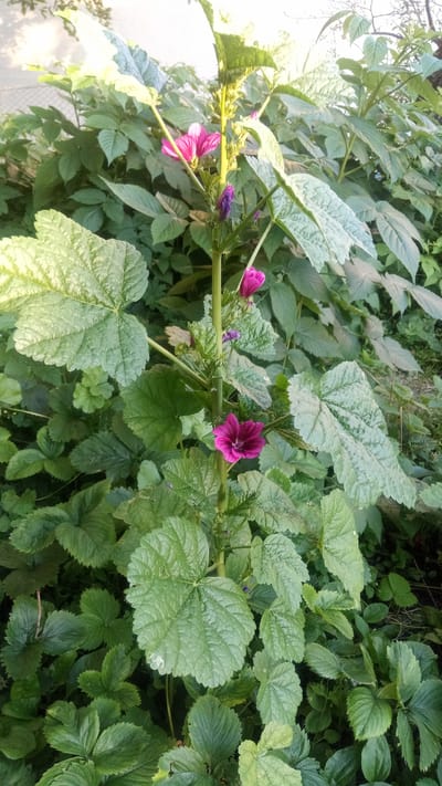 An outdoor, eye-level, vertical medium shot captures a stalk of wild mallow flowers and surrounding foliage in Zhurivka, Ukraine. The stalk, positioned slightly left of center, is green and fuzzy, with several vibrant pink flowers in various stages of bloom and a few unopened buds. One fully opened flower is prominently displayed in the lower right quadrant of the image, its petals a deep magenta. Above it, another pink flower is in the upper left quadrant, partially obscured by a large, textured green leaf. Several smaller, purplish buds are visible along the stalk.

The stalk is surrounded by a dense growth of various green plants. Large, lobed leaves with serrated edges dominate the foreground and midground, displaying a rough, textured surface and a muted green color. In the background, more delicate, lighter green leaves create a softer, out-of-focus backdrop. The lighting suggests it is daytime, with sunlight casting a warm glow on the upper leaves. The overall impression is one of natural growth and vibrant floral display within a garden or wild setting.