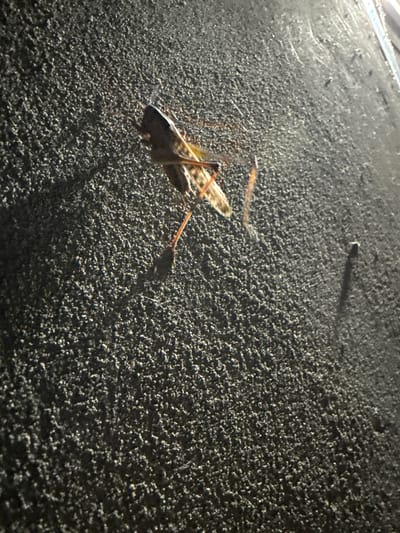 In the city of Serebryakovka, Russia, a grasshopper is perched on a rough, dark-colored surface. The insect is facing to the right, with its body angled upwards. Its wings are partially open, revealing a patterned surface. The grasshopper's legs are extended, with two visible hind legs and parts of its front legs. The textured surface appears to be a wall or ground with many small, raised particles. There is a shadow cast by the grasshopper. The lighting suggests it is nighttime or a dimly lit area, with a strong light source from the left.