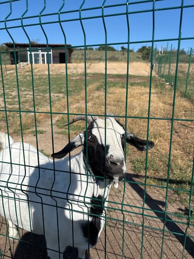 A black and white goat is visible behind a green metal fence. The goat has short horns, black markings on its face, and a black patch on its chest. It is standing in a dry, grassy enclosure. In the background, there is a small building with glass doors and windows, as well as a sloped hill with sparse vegetation. The sky is clear and blue. The image was taken in Dabnitsa, Bulgaria.