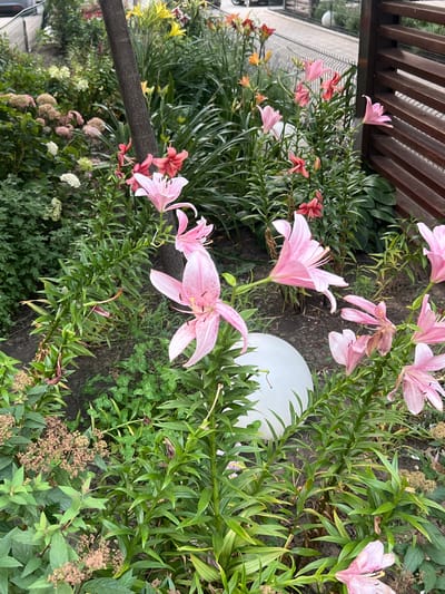 The image shows a close-up view of a garden bed in Belozernyi, Russia, featuring a variety of blooming lilies in shades of pink and red, interspersed with lush green foliage. A dark tree trunk runs vertically through the center of the frame. In the background, a white spherical object is visible, and to the right, a wooden fence with horizontal slats encloses the garden. The ground is covered with dark soil and scattered dry leaves and clover. The lighting suggests it is daytime, with soft shadows indicating overcast conditions or diffused sunlight.