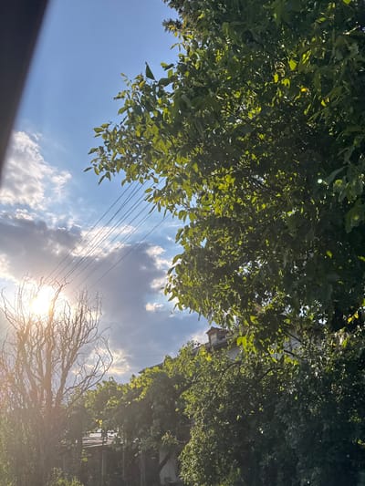 This is a vertical, medium shot photograph taken outdoors in a residential area, likely in Gelemenovo, Bulgaria. The image is dominated by lush green foliage from trees and other vegetation, interspersed with parts of a building and utility wires against a sky with scattered clouds.
In the upper right quadrant and center right, dense green leaves of a tree are visible, some illuminated by sunlight. The sunlight also shines through the leaves, creating bright highlights. In the upper left and center, a bright sun peeks through the clouds, casting a warm glow and lens flare. Numerous thin, dark utility wires are strung across the sky, stretching diagonally from the upper left to the center.
In the lower left, a bare, skeletal tree with many thin branches stands in silhouette against the bright sky and sun. In the background, a portion of a white building with a terracotta roof is visible peeking through the trees. A wire fence is also discernible in the lower portion of the image. The overall environment suggests a backyard or garden area. There are no people or animals present in the frame. The scene is captured during daylight hours, with the sun suggesting either early morning or late afternoon light.