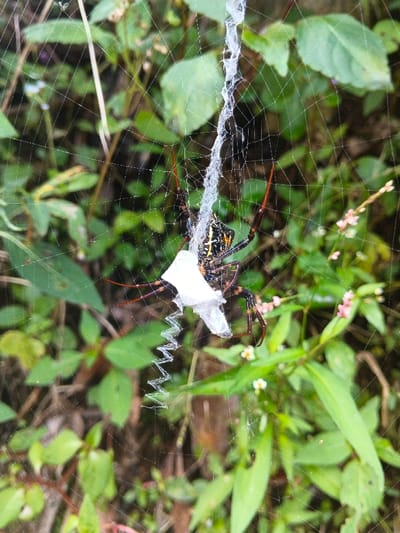 A large spider with orange-tipped legs sits on its web, holding a small, white, wrapped object. The web is suspended among lush green foliage. A thick, vertical band of extra webbing runs through the center, and below the spider, a zig-zag pattern of web extends downwards. The surrounding vegetation includes leaves of various shapes and small pink flower spikes.
