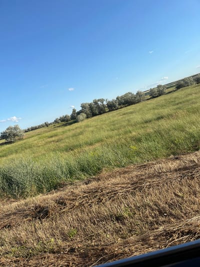 The image depicts a rural landscape in Konopliane, Ukraine, on a clear day with a bright blue sky. In the foreground, dry, mown grass and stubble are visible, suggesting a recent harvest or clearing. Beyond this, a gently sloping field covered in lush green grass stretches towards a line of trees. These trees, with their silvery-green foliage, appear to be planted in a row, possibly as a windbreak or part of an orchard. The field is bathed in sunlight, creating distinct shadows and highlighting the texture of the grass. In the distance, the landscape appears flatter, with hints of cultivated fields and more scattered trees under the expansive sky. A dark, indistinct object, possibly the edge of a vehicle or a dark surface, is visible in the bottom right corner of the frame, framing the natural scene.