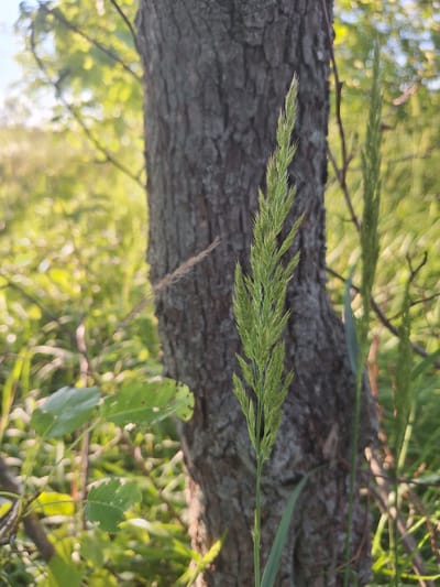 The image depicts a close-up view of a tuft of green grass with a textured tree trunk behind it. The grass is in the foreground, with its feathery seed heads extending upwards. The tree trunk is rough and grey, occupying the central part of the image. In the background, out-of-focus greenery suggests an outdoor environment, possibly a park or a natural area within the city of Sviatopetrivske, Ukraine. The lighting suggests it is daytime, with sunlight filtering through the leaves. There are no people or specific actions visible in the image.
