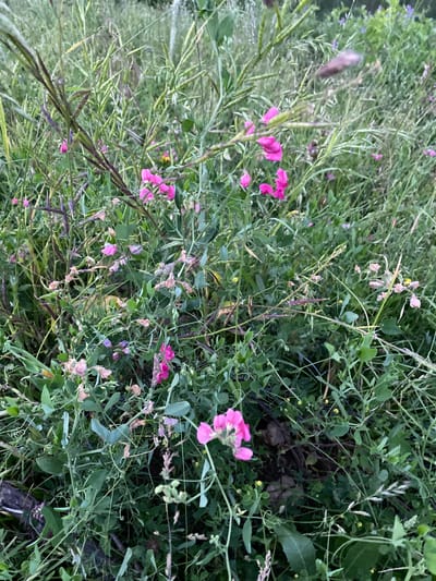 This media file depicts a close-up, eye-level view of a dense patch of wild vegetation, likely a meadow or roadside, with a particular focus on several flowering plants. The scene is dominated by various shades of green from lush leaves and stems, interspersed with bright pink and lighter pink or purple flowers. Some of these flowers are in full bloom, with delicate, pea-like petals, while others appear to be wilting or have already faded. The plants are intertwined, creating a natural, somewhat chaotic arrangement.
Among the prominent pink flowers, there are also smaller, pale yellow flowers and tiny white blossoms scattered throughout. Long, thin grass-like stems and seed pods are also visible, some of which are dark purple or brown. The overall impression is one of a natural, uncultivated environment. The lighting suggests it might be overcast or late in the day, as there are no harsh shadows and the light is diffused, contributing to a soft, naturalistic feel. There is no visible text in the image. The location context provided is Murdash, Kyrgyzstan, which suggests this is a natural scene from that region. The image captures the beauty of wild flora in its natural habitat.
