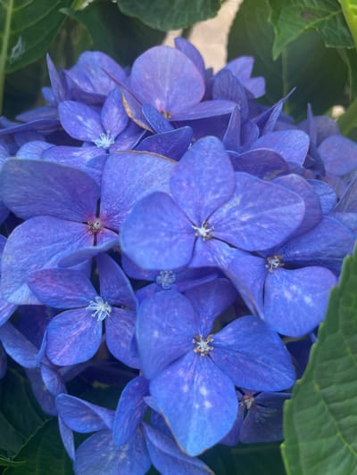 The image is a close-up, high-angle shot of a cluster of vibrant blue hydrangea flowers. The petals are broad and slightly cupped, with some showing delicate white speckles and hints of pinkish-purple near the centers. The flowers are densely packed, creating a textured, almost spherical bloom. Dark green leaves are visible at the top and right edges of the frame, providing a natural, verdant backdrop. The lighting suggests a bright, possibly sunny day, casting soft shadows and highlighting the rich color of the petals. There is no indication of a specific location within Albergaria-a-Velha, Portugal, as the image is a general botanical close-up without any discernible landmarks or contextual elements. No people, actions, or interactions are depicted.