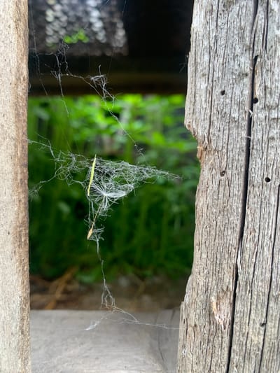 This close-up, eye-level shot showcases a delicate spiderweb stretched between two weathered wooden posts. The web, partially obscured by a dandelion seed, is intricately woven and catches the light, creating a fine, shimmering net. In the background, out of focus, is lush green foliage, suggesting an outdoor setting. The wooden posts exhibit a rough texture with visible grain and small holes, indicating age and exposure to the elements. The overall impression is one of natural detail captured in a moment of stillness. The image does not contain any people or specific details that would suggest its location in Ustinovka, Russia.