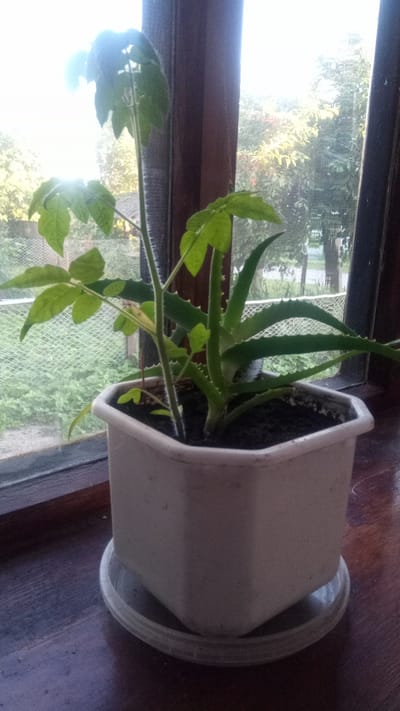 A potted plant, consisting of what appears to be a young papaya tree and an aloe vera plant, sits on a wooden windowsill. The window overlooks a garden or backyard area with lush green foliage and trees, suggesting a semi-rural or suburban setting. The lighting indicates it is daytime, possibly late afternoon or early morning, with the sun creating a lens flare through the window. The plants are in a square white plastic pot with a clear plastic saucer. The wooden windowsill and window frame are dark brown and show some wear. The background outside the window suggests an outdoor environment with a fence and various trees. The scene is likely captured indoors in a residential setting within Zhurivka, Ukraine.