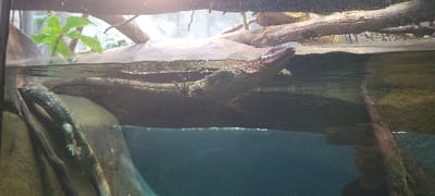A spectacled caiman (*Caiman crocodilus*) is depicted resting in a large aquatic enclosure, partially submerged. Its head and upper snout are positioned above the water line on the right side of the frame, facing horizontally to the right. The caiman's dark green-brown scaly body is primarily submerged, resting on a large, dark wooden log just beneath the water surface. Another substantial wooden branch is partially visible on the far left, extending into the water. The water itself is clear in the upper portions, with light reflecting on its surface, and appears deeper and darker below. Green leafy vegetation is visible above the water in the upper left background, suggesting a naturalistic habitat. The scene is illuminated by overhead lighting, typical of an indoor exhibit. This enclosure is located within the Paris Zoological Park (Parc zoologique de Paris) in Saint-Mandé, France.