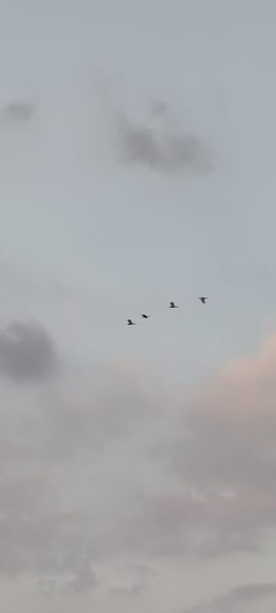 The image captures a distant view of four birds in flight across a hazy, overcast sky. The birds are silhouetted against the muted tones of the clouds, which range from pale gray to hints of pink and white. The birds appear to be in a V-formation, suggesting they are migrating or traveling together. The overall scene is serene and somewhat melancholic due to the overcast conditions. The context of Blangmajron, Indonesia is not visually evident from the provided image.