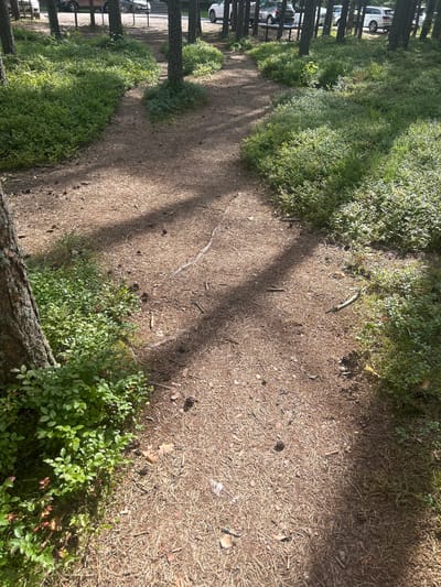 The image depicts a forest path in Smolyachkovo, Russia, likely during the summer. The path is made of dirt and pine needles, with lush green undergrowth and trees on either side. In the background, several cars are parked, suggesting the area might be a popular spot for visitors or a residential area adjacent to the forest. The sun casts shadows across the path, indicating a bright day. The scene is peaceful and natural, with no people or immediate actions visible.
