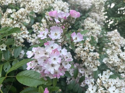 A cluster of delicate pink and white flowers, some with a hint of fading, are in sharp focus in the foreground of the image. These flowers appear to be small roses or a similar wild rose variety, with visible stamens and subtle pink blushing on the petals. They are attached to a thorny stem with green leaves that are slightly blurred. Behind these prominent flowers, a dense backdrop of numerous smaller, white blossoms stretches into the distance, creating a softer, out-of-focus effect. Some of these white flowers show signs of wilting or drying. Interspersed within the white blooms are dark green leaves and branches, and further in the background, blurred green foliage and bokeh circles suggest a leafy environment, possibly a garden or park setting. The overall lighting suggests it might be daytime, with some dappled light visible. The image does not contain any people or discernible human activity. The scene is devoid of any urban elements or specific landmarks that would definitively place it in Durankulak, Bulgaria.