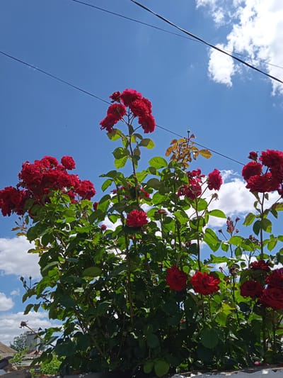 A low-angle medium shot captures a dense bush of vibrant red roses in full bloom against a clear blue sky with scattered white clouds. The roses, varying in their degree of openness, are clustered on sturdy green stems with lush foliage. Overhead, two dark power lines stretch across the frame, intersecting the sky. In the upper left quadrant, a tiny black bird is visible in flight. The bottom edge of the image shows a sliver of a building's rooftop and some greenery, suggesting an outdoor urban or suburban setting. The scene appears to be located in Saky, Ukraine, based on contextual information. The lighting suggests a bright, sunny day.