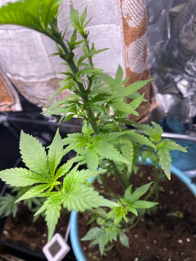 The image shows a close-up of a young cannabis plant growing in a blue pot filled with dark soil. The plant has several green leaves and a central stem with smaller leaves branching out. In the background, a patterned fabric and reflective material are visible. A small white digital device is partially visible in the lower left of the frame, resting on the soil. There are no people present in the image. The scene is indoors, likely in a controlled environment for plant cultivation. No specific location in Wölfersheim, Germany can be identified from the visual information provided.