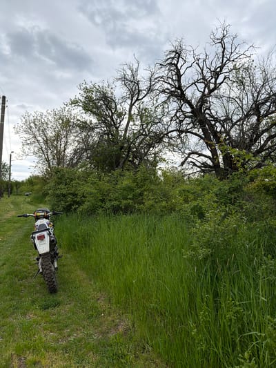 The scene depicts a dirt path or trail with tall green grass on either side, suggesting a rural or semi-rural location. A motorcycle is parked on the path.  A gnarled, leafless tree with extensive branching stands beside the path, and further down the trail is a row of trees, possibly forming a natural border. An overhead powerline can be seen in the lower left corner. The sky is overcast with cloudy conditions. No people are visible. The image does not clearly indicate if the image is in the city of Dulevo, Bulgaria. It primarily features a natural environment with a motorcycle.