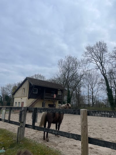 An outdoor scene in Oberschaeffolsheim, France, depicts an equestrian setting under a cloudy, overcast sky. In the foreground, a dark brown horse with a light brown or blonde mane and tail stands within a sandy riding arena. A dark wooden fence with lighter posts partially obstructs the view of the horse and arena. In the midground, a two-story building with a brown tiled roof is visible. Its lower level features light-colored walls and multiple windows, while the upper level is clad in darker wood and includes an exposed wooden balcony accessible by an external wooden staircase. A banner or flag, primarily red and white with yellow accents, is affixed to the balcony railing. The background is dominated by numerous bare deciduous trees, suggesting a late winter or early spring season. No human figures are visible.