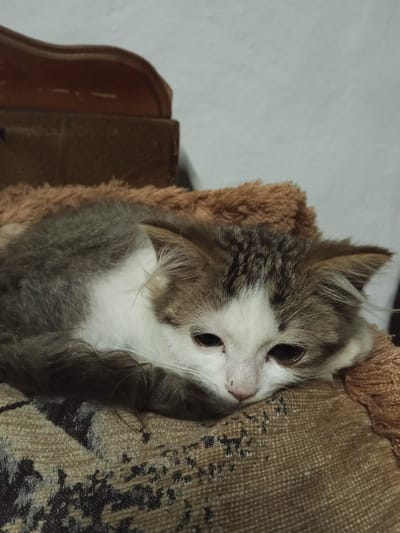 A close-up, medium-shot photo shows a fluffy kitten resting its head on a textured, brown surface. The kitten is curled up, with its body partially visible. Its fur is a mix of white, gray, and brown, with distinct tabby markings on its head and back. The kitten has large, dark eyes and a small pink nose. The background is out of focus, appearing as a plain, light-colored wall and a hint of a dark, wooden object. There is no indication of the city of Urus-Martan, Russia, in the image.