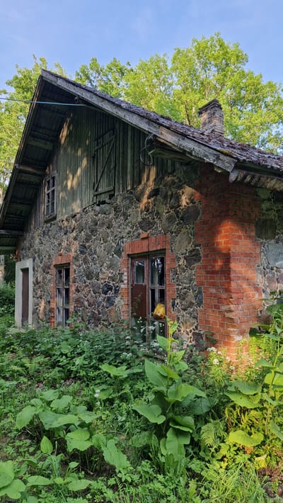 An abandoned, rustic stone and brick building stands partially overgrown with lush green vegetation under a clear blue sky. The structure features a weathered wooden roof with visible beams and shingles. One section of the wall is constructed from rough-hewn stones, while another is made of red brick. Two windows with broken panes and wooden frames are visible on the stone portion of the facade, as is a single wooden door on the left. Above the stone section, wooden siding is present, with a set of wooden shutters on what appears to be an upper level. A brick chimney rises from the roof on the right side. The foreground is dominated by dense foliage, including large-leafed plants and smaller flowering white plants, with ferns and grasses interspersed. The overall impression is one of decay and nature reclaiming the structure. The building is located in the village of Daudas, Latvia.