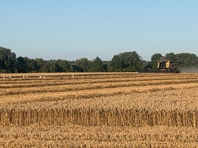 The image depicts a combine harvester in operation in a wheat field. The combine, which is yellow and dark, is positioned in the mid-ground to the right of the frame, actively harvesting the crop. Several white birds, possibly storks, are visible in the background of the field on the left side. The field itself is divided into rows, with harvested and unharvested sections clearly delineated. A line of trees forms the backdrop against a clear blue sky. The overall scene suggests agricultural activity in a rural setting.