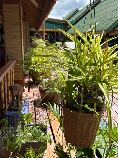 A close-up shot captures an outdoor setting in Tambon Ko Panyi, Thailand. In the foreground, a potted plant with long, variegated green and yellow leaves hangs from thin wires. The plant is in a terracotta-colored pot. To the left and slightly behind, a wooden elephant figurine stands on a blue plastic crate. Further back, several other potted plants are visible on a wooden deck, with shadows dappling the surface. The background features a building with a green, sloped roof and wooden walls, suggesting an outdoor seating area or walkway. The sky above is partly cloudy. The overall scene depicts a tranquil, natural environment with decorative elements.