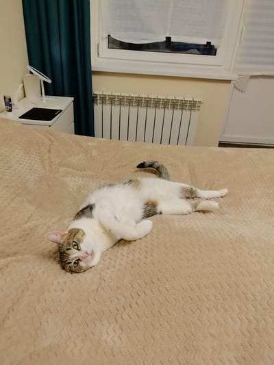 The image captures a domestic scene, likely a bedroom in Obninsk, Russia, based on the request. The central subject is a calico cat, lying on its back on a beige, textured blanket covering a bed. The cat has green eyes and its body is mostly white with patches of brown and black fur on its head, back, and tail. Its front paws are crossed over its chest, and its hind legs are extended.
In the background, to the left, a dark teal curtain hangs beside a white bedside table. On the table, there is a white lamp with a tablet-like screen, a small white decorative item, and a black mousepad. Further back, a white radiator is visible beneath a window. The window has white blinds and a partially obscured view of the outside. The overall lighting suggests an indoor setting, possibly in the evening or on a cloudy day.