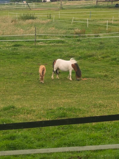 The image shows a peaceful scene on a grassy pasture, likely in Schieder-Schwalenberg, Germany. Two ponies are grazing in the field, separated by a fair distance. One pony, a lighter brown color, is in the foreground on the left, its head lowered to the ground. To its right and slightly further back, a larger pony with a white body and brown patches on its back and head is also grazing. The larger pony has a long, flowing white mane. Both ponies appear calm and focused on eating.
The setting is a rural landscape with a gently rolling green field. In the background, a fence with white tape runs horizontally across the image, delineating different sections of the pasture. Beyond the fence, taller grass and some scrubby bushes can be seen. The overall impression is one of a tranquil summer day, with soft, diffused light suggesting it might be overcast or late afternoon. The activity is simply grazing, a common and natural behavior for these animals in their environment. There is no visible text in the image.