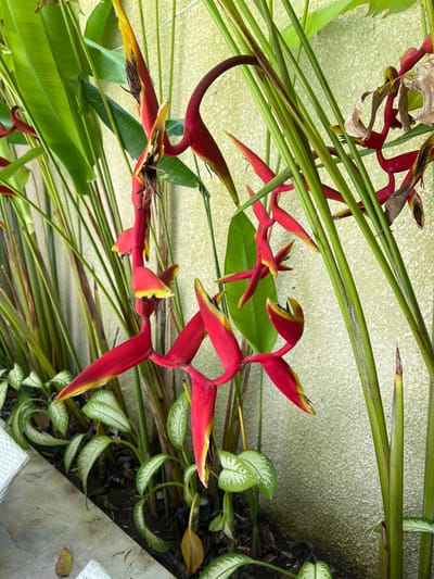 The image presents a close-up view of a Heliconia plant, likely Heliconia psittacorum, identifiable by its bright red and yellow bracts, set against a backdrop of greenery and a textured wall. The plant is accompanied by other foliage, including broad green leaves and variegated leaves with white edges. Some of the Heliconia bracts appear to be past their prime, with dried and browning edges. The location is consistent with an outdoor setting in Buduk, Indonesia, a tropical region where such plants thrive. There are no people visible in the frame. The scene conveys a natural setting, possibly a garden or courtyard, with the Heliconia plant as the focal point. The interaction is solely between the plants and the environment.