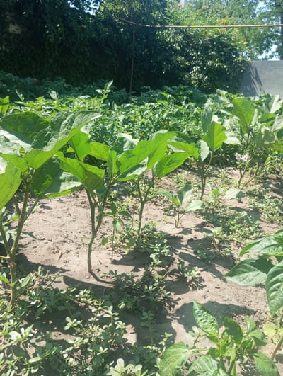 The image depicts a sun-drenched garden in Dubossary, Moldova, likely during the daytime under clear skies. The foreground is dominated by rows of young vegetable plants, primarily eggplant seedlings with their large, broad leaves. These plants are neatly arranged in sandy soil, with some patches of low-growing weeds or ground cover interspersed between them. In the middle ground, more mature plants, possibly potatoes, form a dense green carpet. The background features a wall covered in lush ivy and trees, indicating a bordering fence or boundary of the property. The overall impression is one of a thriving, well-tended garden. There is no visible text.