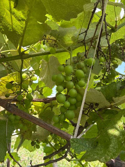 A close-up, eye-level, outdoor, daytime, vertical shot captures clusters of small, green, unripe grapes hanging from a vine. The grapes are round and clustered together on thin stems, surrounded by large, green grape leaves. Some of the leaves are bright and healthy, while others show signs of browning and damage. Thin, brown branches of the vine crisscross the frame, with a white string tied to one of them, suggesting support for the plant. The background is blurred, showing hints of greenery and possibly other plants. The lighting suggests a sunny day, with sunlight filtering through the leaves and casting shadows. This scene is located in Chernoyarskaya, Russia.