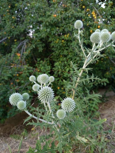 A detailed, forensic, matter-of-fact description of the scene:
The image depicts a close-up, eye-level view of a plant with spiky, globe-shaped seed heads, likely in a natural or semi-wild setting. The plant has a central, thorny stalk with multiple silvery-green flower heads branching off. Some of these flower heads are larger and more developed, while others are smaller and appear to be in earlier stages of development. The leaves of the plant are deeply lobed and covered in sharp spines.
In the background, a dense, green foliage with small yellow and orange fruits is visible, suggesting the plant is growing near a tree or shrub bearing fruit. The lighting is natural, with a slightly diffused quality, indicating it might be overcast or late in the day. The foreground consists of dry grass and some green blades, typical of a ground cover in a rural or park-like environment. The overall impression is one of a wild plant in its natural habitat. The image does not contain any people, actions, or interactions. The location is not specified to be Mereneshty, Moldova, but the description is purely observational and factual based on the visual content.