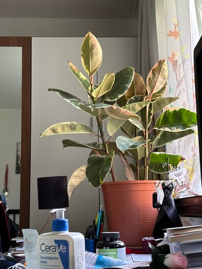 A close-up, vertically oriented shot shows a variegated rubber plant with large, glossy leaves. The leaves have streaks of dark green, creamy white, and pinkish hues. The plant is in a brown planter, which is partially visible. The background is a cluttered desk or shelf area. To the right of the plant, a bottle of CeraVe Feuchtigkeitslotion (Moisturizing Lotion) is prominently displayed. Other items on the desk include what appear to be pens, a black object that could be a key fob or small electronics, a black lace garment, and a partially obscured bottle with blue liquid labeled "Magnesium." A single artificial pink rose is also visible on the right side of the frame. The lighting suggests an indoor setting, possibly daytime, with natural light filtering from the top left. The scene appears to be a home or office environment. The overall impression is one of domestic clutter and personal care items. No people are visible in the image.