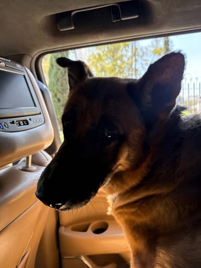A German Shepherd dog is positioned within the rear compartment of a vehicle, facing towards the right side of the frame. The dog's left side is heavily shadowed, while direct sunlight illuminates its right profile and a portion of its tan fur. Its ears are erect, and its nose exhibits a reflective moist sheen. To the left, a tan vehicle seat headrest contains an integrated, unlit entertainment screen with visible control buttons and ports. The vehicle's tan interior door panel, featuring a cup holder recess, is partially visible below the dog's chest. Beyond the vehicle's window, out-of-focus green foliage and a light-colored fence or railing are discernible under bright daylight conditions. This scene is located in the city of Nezahualcóyotl, Mexico.