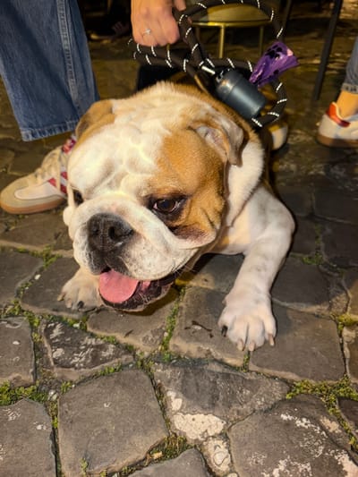 A bulldog lies on cobblestone pavement. The dog has brown and white fur and is panting with its tongue sticking out. The dog is attached to a black and white leash with a purple waste bag dispenser. Parts of two individuals are visible: one wearing blue jeans and white sneakers with red stripes, and another wearing orange and white sneakers. The cobblestone is set in a pattern and has some green moss growing between the stones. The image was taken in the city of Tarquinia, Italy.