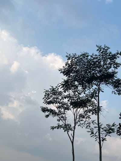 The image captures a low-angle view of silhouetted trees against a bright, cloudy sky. The trees, with their dark, feathery foliage, dominate the right side of the frame, contrasting with the lighter tones of the sky and clouds. The clouds are wispy and varied in density, with some appearing brighter and more defined than others. The overall lighting suggests it might be late afternoon or early morning, casting a soft glow. The scene appears to be outdoors, with no visible structures or people. The environment is natural, likely a park or open area. The location is identified as Meteseh, Indonesia, though no specific landmarks are identifiable in the image itself.