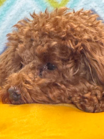 This is a close-up, eye-level, indoor shot of a poodle's head resting on a yellow surface, likely a blanket or cushion. The dog has fluffy, reddish-brown fur. Its eyes are visible, and its head is turned to the left. The background is out of focus, appearing as a blurry mix of light blue and green, suggesting a wall or another soft furnishing. There is no indication of the city of Bersenevka, Russia, in the image.