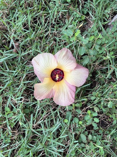 A single, light pink and yellow hibiscus flower with a dark red center lies on the ground amidst green grass and small, round-leafed plants. The flower petals are delicate and slightly curled, with visible veins. The grass is dense and appears somewhat dry in places. The overall scene suggests an outdoor environment, likely a park or garden area within the city of Pasi Peukan Baro, Indonesia. No people or animals are visible.