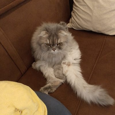 A long-haired feline, consistent with a Persian or similar breed, is seated on a brown upholstered sofa in Baghdad, Iraq. The cat exhibits dense, silvery-grey fur on its back and head, transitioning to lighter cream or white on its underbelly and long, bushy tail. Its distinctive face, characterized by a flat profile and prominent white whiskers, displays a downward gaze with visible yellow irises and partially obscured ears. The animal's posture is relaxed and somewhat slumped, with its front paws tucked beneath its chest and its hind legs splayed to the side; one hind leg shows a reddish discoloration on the inner leg or paw pad area. To the immediate right and behind the cat, a beige fabric cushion is partially visible. In the bottom-left foreground, portions of a yellow fabric item and a dark blue fabric item are present.