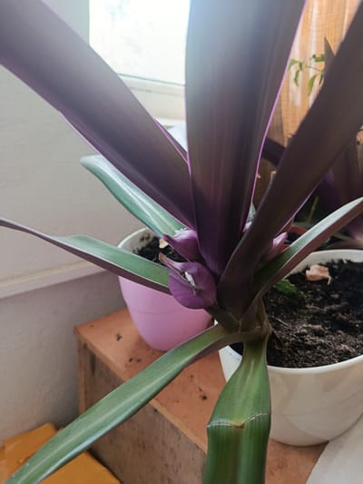 A close-up, eye-level shot focuses on the vibrant purple and green leaves of a Rhoeo discolor plant, commonly known as Moses-in-the-Cradle or Oyster plant, situated indoors. The plant's long, lance-shaped leaves are a prominent feature, with the upper surface showcasing a deep purple hue that transitions to a lighter green on the underside. Several delicate, purple-pink flowers are clustered near the base of the plant, some appearing to be in bloom with white stamens.
The plant is potted in a white planter, with dark soil visible. To the left, another pot, this one light pink, is partially visible, also containing soil. The planters rest on a rustic wooden surface, possibly a table or shelf. In the background, a window with a sheer, light-colored curtain allows diffused light to enter the room, illuminating the plant and casting soft shadows. A hint of another plant with green leaves can be seen through the curtain. The overall impression is one of indoor cultivation and a well-lit environment. The location is identified as Cupcini, Moldova.
