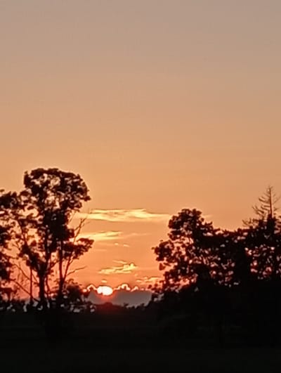 The image depicts a sunset over a silhouetted landscape of trees and fields. The sky is a gradient of soft orange and peach hues, with wispy clouds catching the last rays of the sun. The sun itself is a small, glowing orb partially obscured by a bank of clouds and the dark silhouettes of trees in the foreground and midground. On the left, a large tree with intricate branches is prominent, while on the right, a cluster of trees and a tall, thin evergreen tree are visible. The foreground is a dark, indistinct area, likely representing the ground or vegetation. The overall impression is one of peaceful, natural beauty at dusk. The location is identified as Sztynort, Poland.