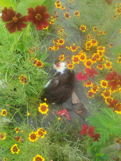 The image shows a domestic shorthair cat sleeping amidst a patch of flowers, likely in a garden or outdoor area. The cat is predominantly black with white markings on its chest and face. It is positioned on a gray pathway, surrounded by a variety of flowers, including yellow and red varieties with dark centers, and larger dark red flowers. The vegetation is dense and appears to be a mix of grass and flowering plants. The scene is brightly lit, suggesting daylight. There are no people visible in the image. The presence of the cat and the flowers suggests a natural, possibly domestic, outdoor setting. The location of Bandza, Georgia is not explicitly depicted or inferable from the visual information within the image itself.