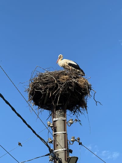 A white stork is perched in a large, circular nest constructed from branches and twigs atop a concrete utility pole against a clear, deep blue sky in Hadzhidimitrovo, Bulgaria. The stork, facing slightly left, exhibits white plumage with visible black flight feathers and an orange-red beak. The substantial nest rests on a metal platform affixed to the top of the pole, with some loose material hanging from its edges. Below the nest, the grey utility pole is fitted with several white ceramic insulators mounted on rusty metal brackets. Multiple black electrical wires, some twisted, traverse the frame. A dark-colored street light fixture is partially visible at the base of the pole. In the lower-left quadrant, a small, dark bird with a light chest patch is perched on one of the lower wires, facing right. Another smaller, darker bird is less distinctly visible on a higher wire to the right. Several tiny dark specks, consistent with small flying insects, are discernible in the upper-left area of the sky. The sky is largely cloudless, with only faint, wispy clouds visible near the right edge of the frame.