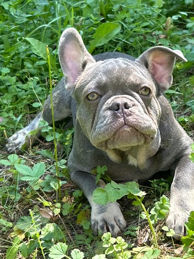 A blue French bulldog lies on its belly in a grassy area. The dog is facing the camera, with its head slightly tilted to the right. Its ears are perked up, and its eyes are wide open. The dog's fur is a light grey color, and it has black markings on its face and paws. The background is a blur of green foliage, with some dry leaves and twigs on the ground. The image is taken in natural light, with the sun casting shadows on the dog and the surrounding grass. The scene appears to be in a rural or suburban setting, likely a backyard or park. The location in the city of Tyonevo, Russia, is not indicated in the image.