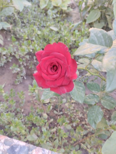 A vibrant red rose blooms in the foreground, its petals unfurling towards the viewer. The rose is positioned slightly to the right of the image center, with its stem and leaves extending to the right and upwards. The background consists of a soft-focus blend of green foliage and brown soil, suggesting an outdoor garden setting. The overall impression is one of natural beauty and tranquility. The image was taken in the city of Калыс-Ордо жаңы курулушу, Kyrgyzstan.