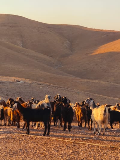 In Keidar, Palestinian Territories, a herd of goats stands on a rocky, uneven ground. The goats are of various colors, including black, white, brown, and spotted. Some have horns, while others do not. The scene is bathed in the warm, golden light of what appears to be sunrise or sunset, casting long shadows. In the background, rolling hills dominate the landscape, their slopes covered in dry, sparse vegetation, with a light pastel sky above. There are no people visible in the image. Scattered on the ground in the middle distance are some simple, low structures, possibly shelters or remnants of human activity. The overall impression is one of a rural, arid environment.