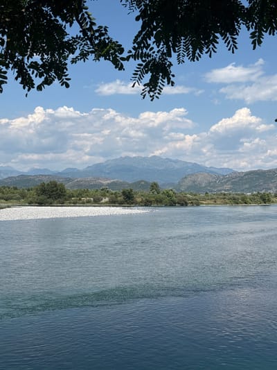 The image depicts a scenic landscape of the Drin River in Bërdicë, Albania. In the foreground, the river's calm, blue water occupies the lower half of the frame. The middle ground reveals a wide, shallow section of the riverbank densely populated with numerous small white birds, appearing as a white carpet along the shore. Beyond the riverbank, a strip of lush green trees and vegetation stretches across the scene, backed by rolling hills covered in green foliage. In the distance, a range of majestic mountains with layered slopes under a partly cloudy blue sky dominates the horizon. Overhanging the top of the frame, the dark green leaves and branches of a tree provide a natural frame for the expansive vista.