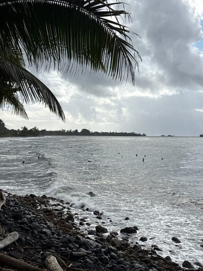 This image depicts a coastal scene in Māhina, French Polynesia, France, under an overcast sky. In the foreground, dark green palm fronds hang from the top of the frame, partially obscuring the view. Below, the immediate shoreline consists of dark, irregular rocks and a few pieces of light-colored driftwood. The ocean occupies the majority of the midground, with dark, choppy waves breaking gently against the rocky shore. Approximately 20-25 individuals, identified as surfers, are scattered across the water, most appearing to be stationary or paddling on surfboards, waiting for waves. The distant background features a low-lying, dark green landmass with a faint silhouette of trees or structures extending across the horizon. The sky is largely covered by dense, grey clouds, with brighter patches visible where sunlight penetrates.