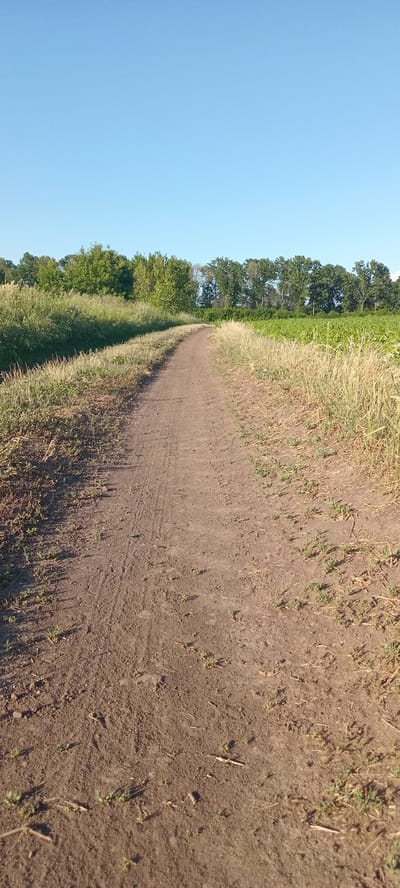 The image depicts a dirt path curving through a rural landscape under a clear blue sky. The path is dry and appears to be a trail or unpaved road. On either side of the path, tall, dry grass grows, with a line of trees forming a distant horizon. To the right of the path, a field of green crops is visible. The overall impression is one of a serene, natural environment, possibly in the countryside. There are no people or animals visible in the image. The location is identified as Perekip, Ukraine.