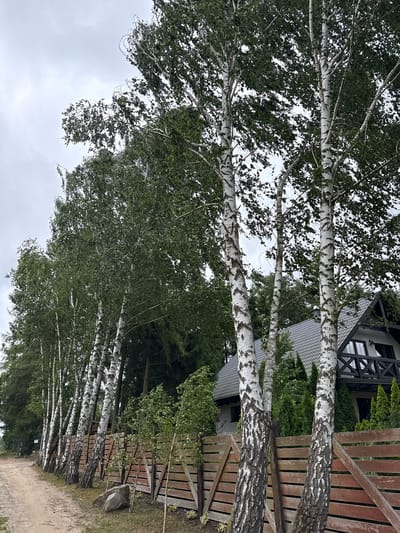 In Kołczewo, Poland, a dirt road runs alongside a row of tall birch trees with white, patterned bark. A rustic wooden fence, constructed from horizontal planks and diagonal supports, borders the road. Behind the fence and trees, a modern house with a dark roof, white siding, and black trim is partially visible, featuring a balcony with a black railing. The sky is overcast, and the overall scene suggests a natural, residential setting.