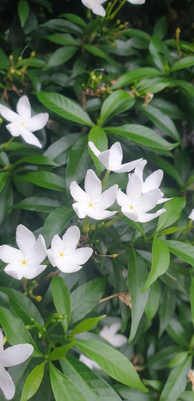 The image displays a close-up view of several white flowers with five petals each, set against a backdrop of lush green foliage. The flowers are delicate and appear to be in various stages of bloom, with some fully open and others still developing. A few small green buds are also visible among the leaves. The lighting suggests it may be a cloudy day or the flowers are in shade, as there are no harsh shadows. The overall impression is one of natural beauty and tranquility. The image does not depict any people or specific landmarks that would allow for identification of its location within Chor Sahapur, Bangladesh.